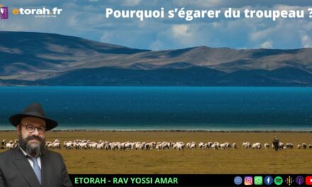 Terouma: Un juif laïque, ça existe ?! Pour quelle raison une brebis s&rsquo;égare-t-elle du troupeau ?!