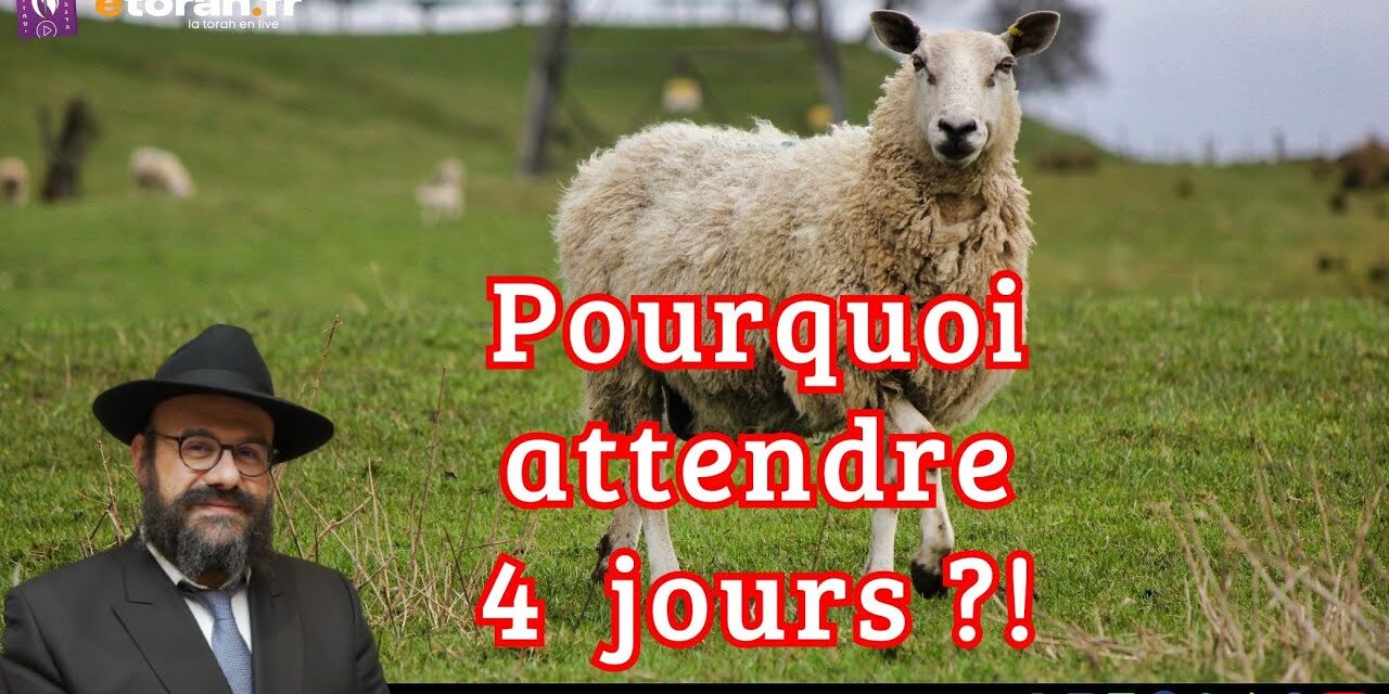 Chemini Ha&rsquo;hodech: Guide vestimentaire pour sortir d&rsquo;Égypte !