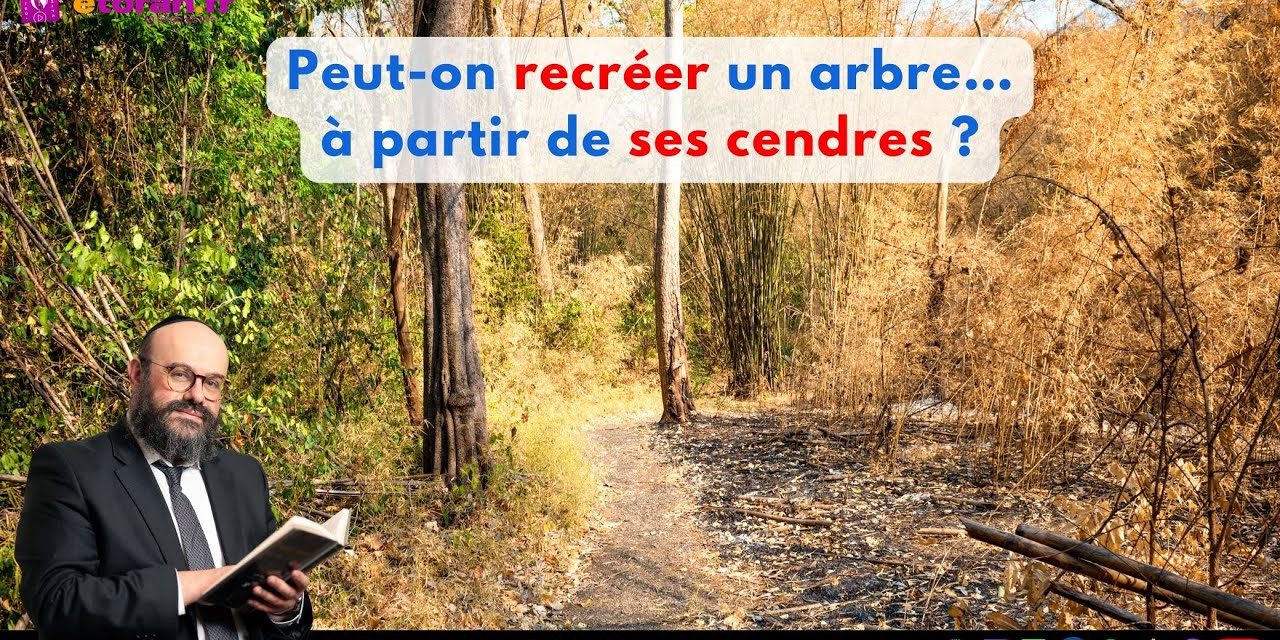 Iguérèt HaKodech Ch. 15 #1: Peut-on recréer un arbre… à partir de ses cendres ?