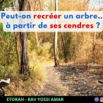 Iguérèt HaKodech Ch. 15 #1: Peut-on recréer un arbre… à partir de ses cendres ?