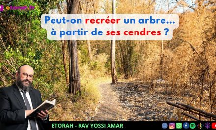 Iguérèt HaKodech Ch. 15 #1: Peut-on recréer un arbre… à partir de ses cendres ?
